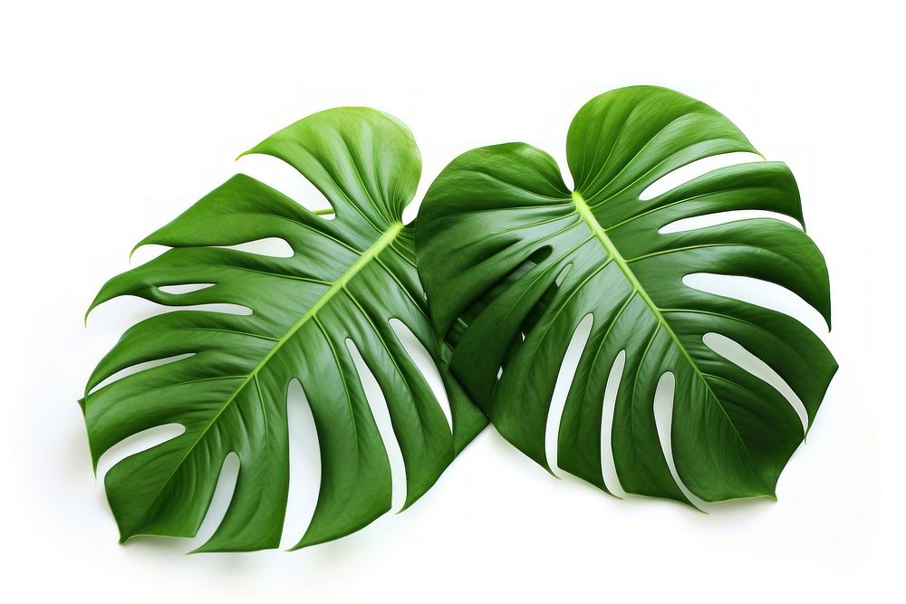 Monstera leaves plant leaf white background. AI generated Image by rawpixel.