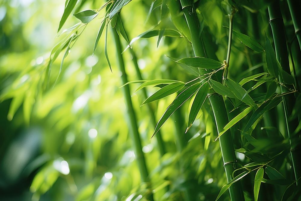 Green bamboo forest plant tranquility backgrounds. AI generated Image by rawpixel.