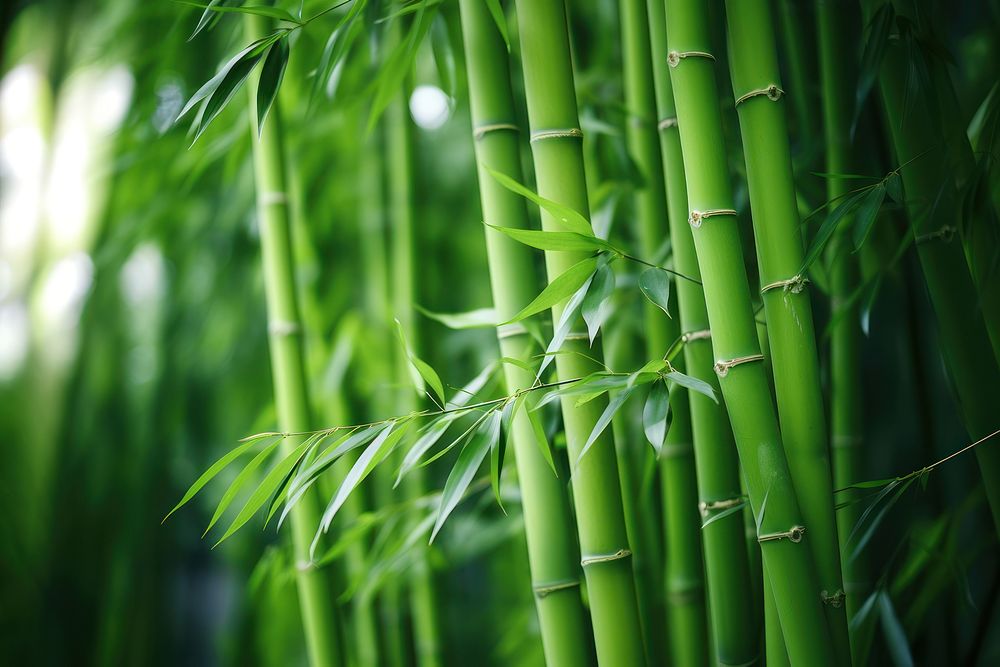 Green bamboo forest plant backgrounds freshness. AI generated Image by rawpixel.