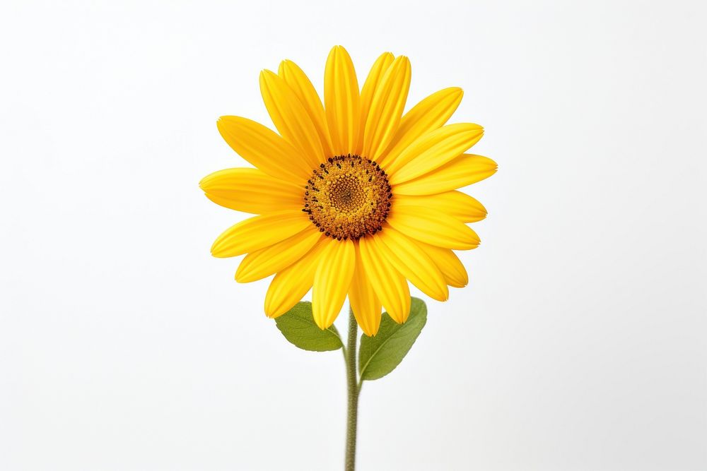 Beautiful yellow daisy flower sunflower plant white background. AI generated Image by rawpixel.