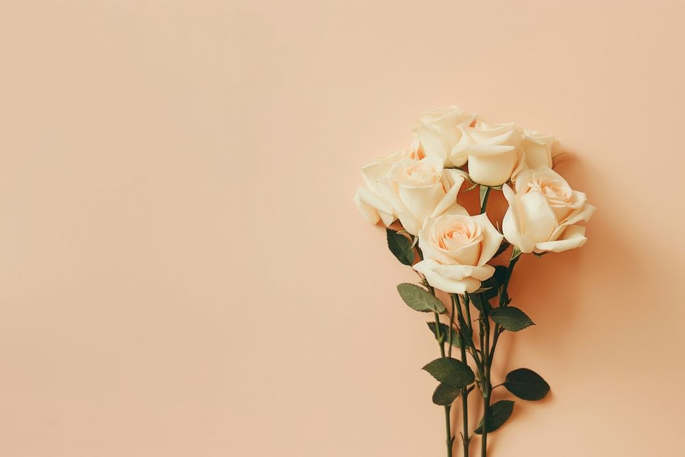 Rose flower plant white. AI generated Image by rawpixel.