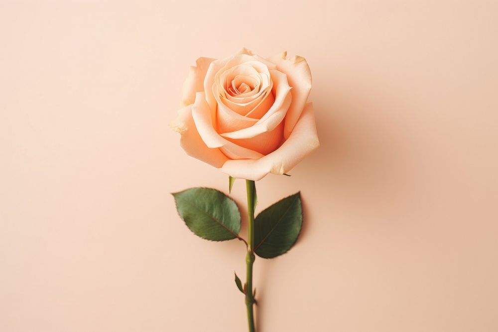 Aesthetic bouquet Peach rose blooming flower petal plant. AI generated Image by rawpixel.