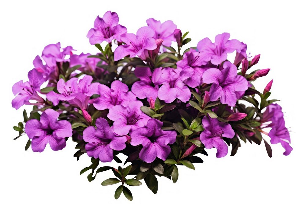 Flower purple blossom plant. AI generated Image by rawpixel.
