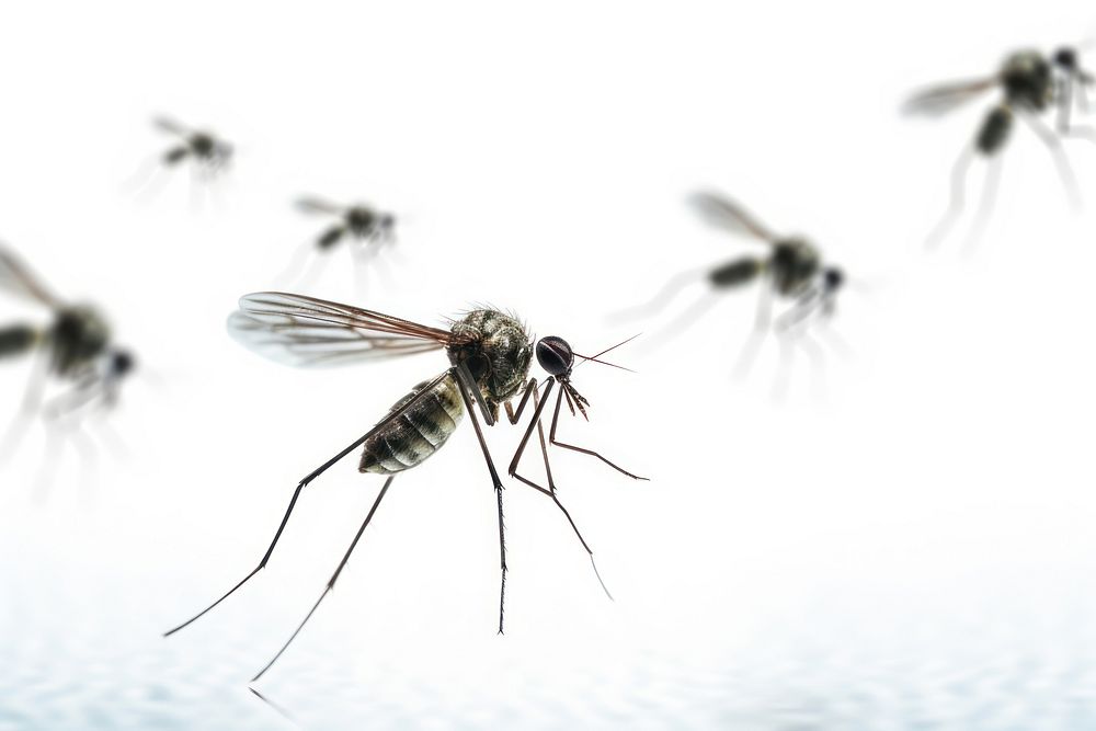 Flying mosquitoes animal insect fly. AI generated Image by rawpixel.