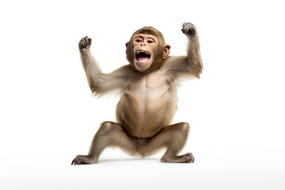 Happy smiling monkey dancing wildlife | Free Photo - rawpixel