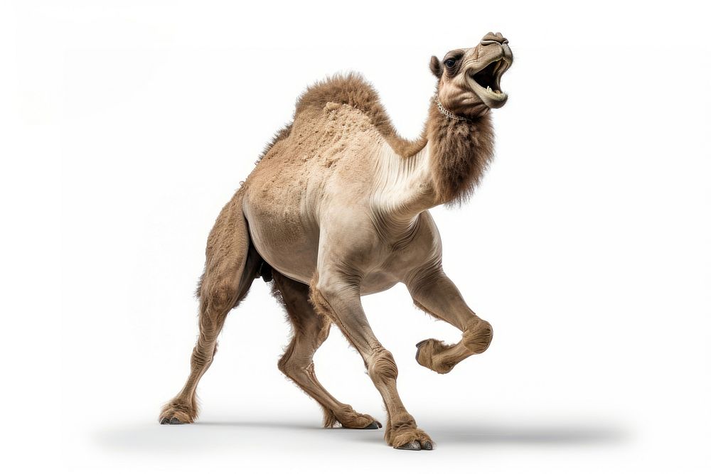 Happy smiling camel dancing mammal animal white background. AI generated Image by rawpixel.