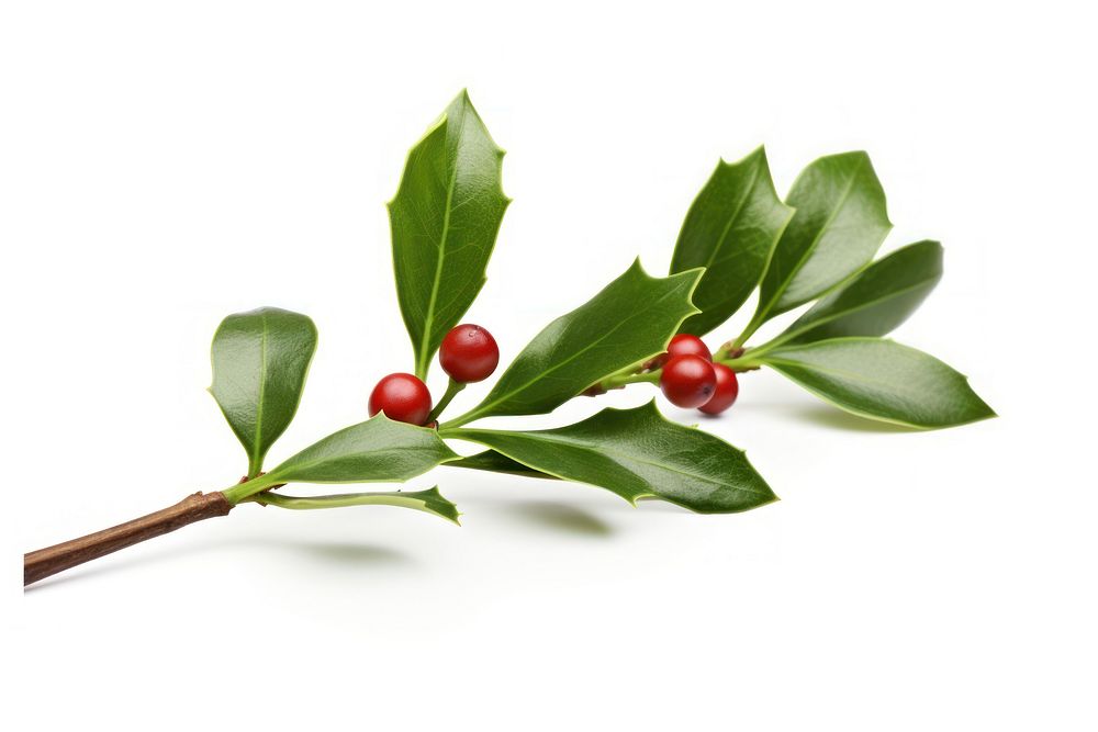 Christmas mistletoe cherry plant fruit. AI generated Image by rawpixel.