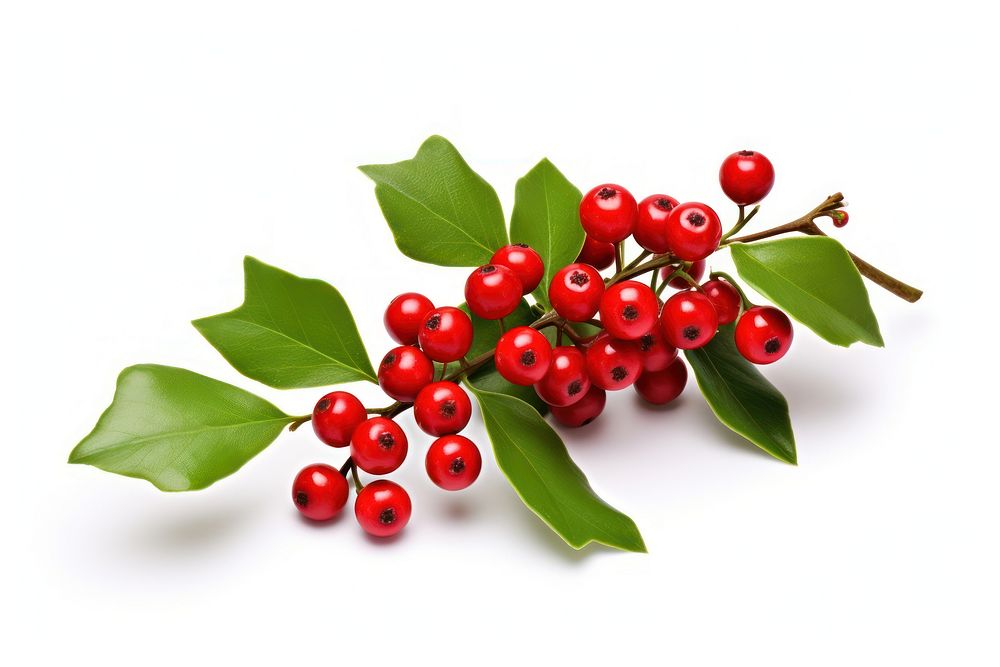 Christmas mistletoe cherry plant fruit. AI generated Image by rawpixel.