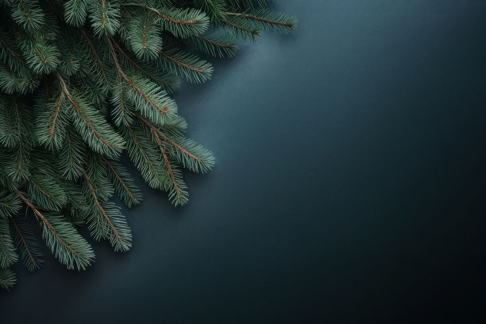 Christmas backgrounds outdoors spruce. AI generated Image by rawpixel.