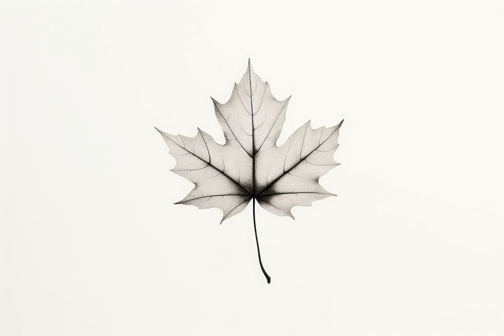 Maple leaf plant tree white background. AI generated Image by rawpixel.