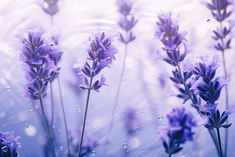 Dry lavender flowers backgrounds outdoors blossom. AI generated Image by rawpixel.