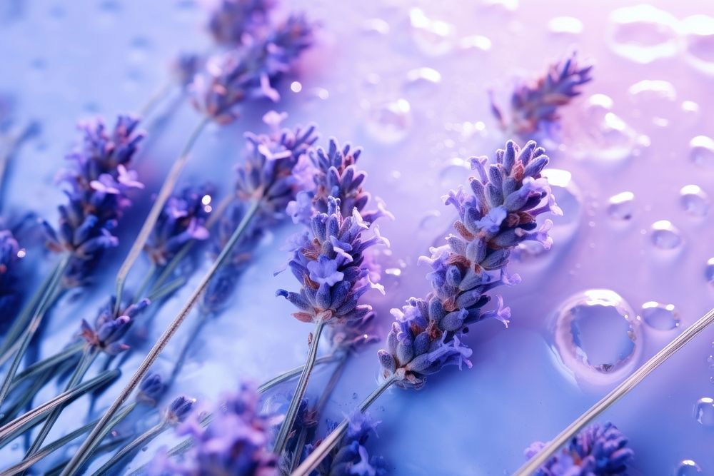 Dry lavender flowers backgrounds blossom plant. AI generated Image by rawpixel.