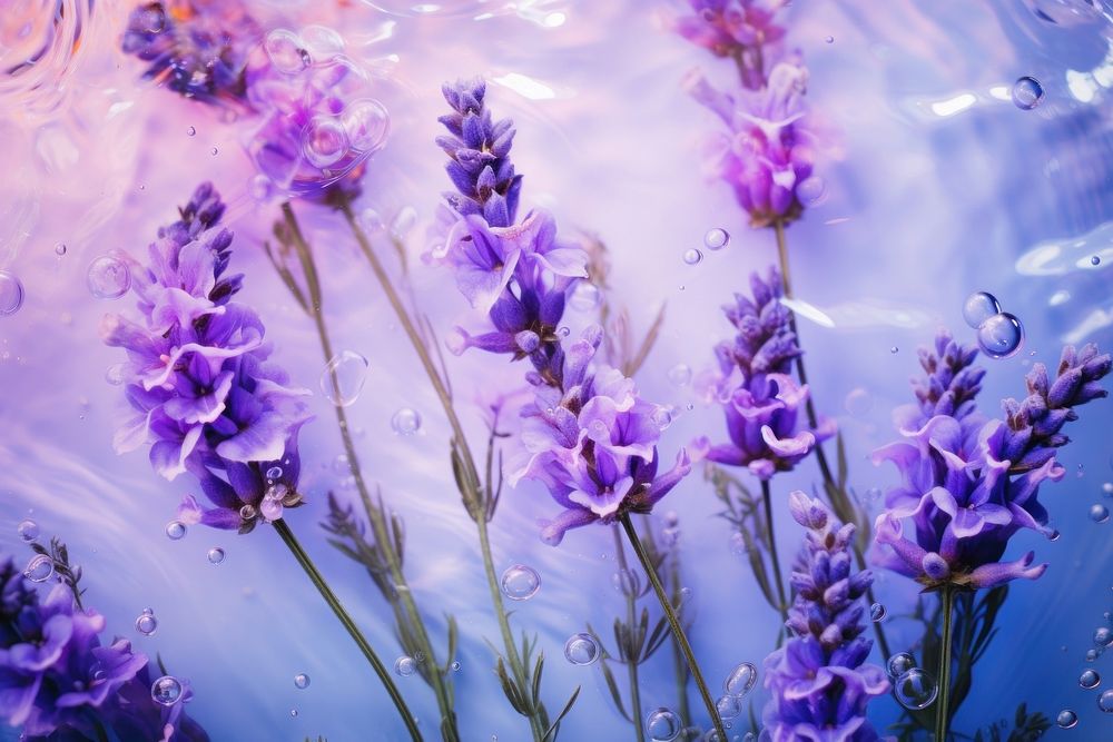 Lavender flowers backgrounds outdoors blossom. AI generated Image by rawpixel.