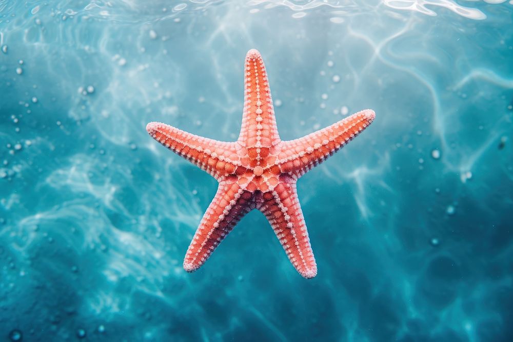Starfish underwater outdoors nature. AI generated Image by rawpixel.