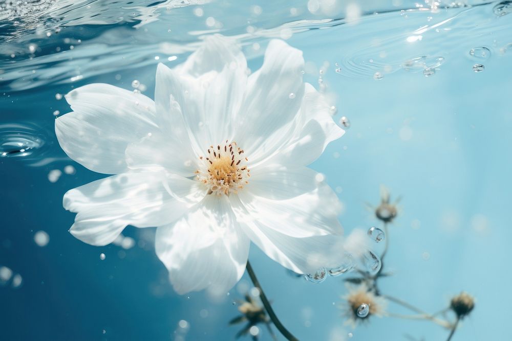 White flower underwater outdoors blossom. AI generated Image by rawpixel.