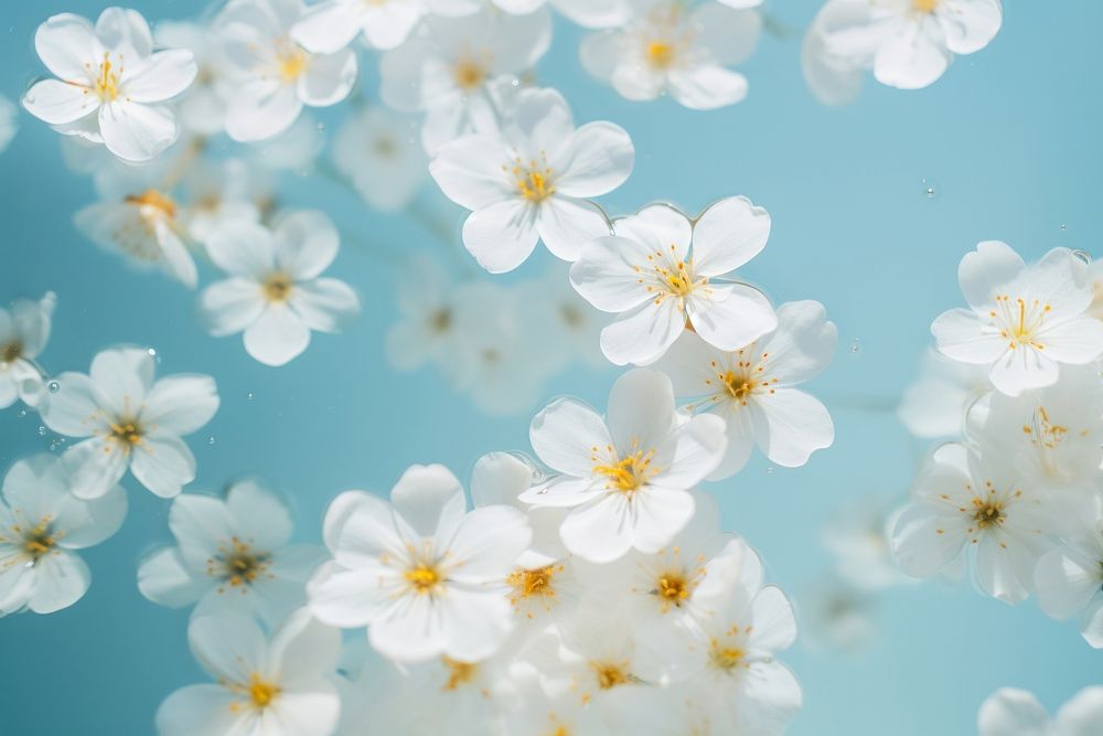 White flowers backgrounds outdoors blossom. AI generated Image by rawpixel.