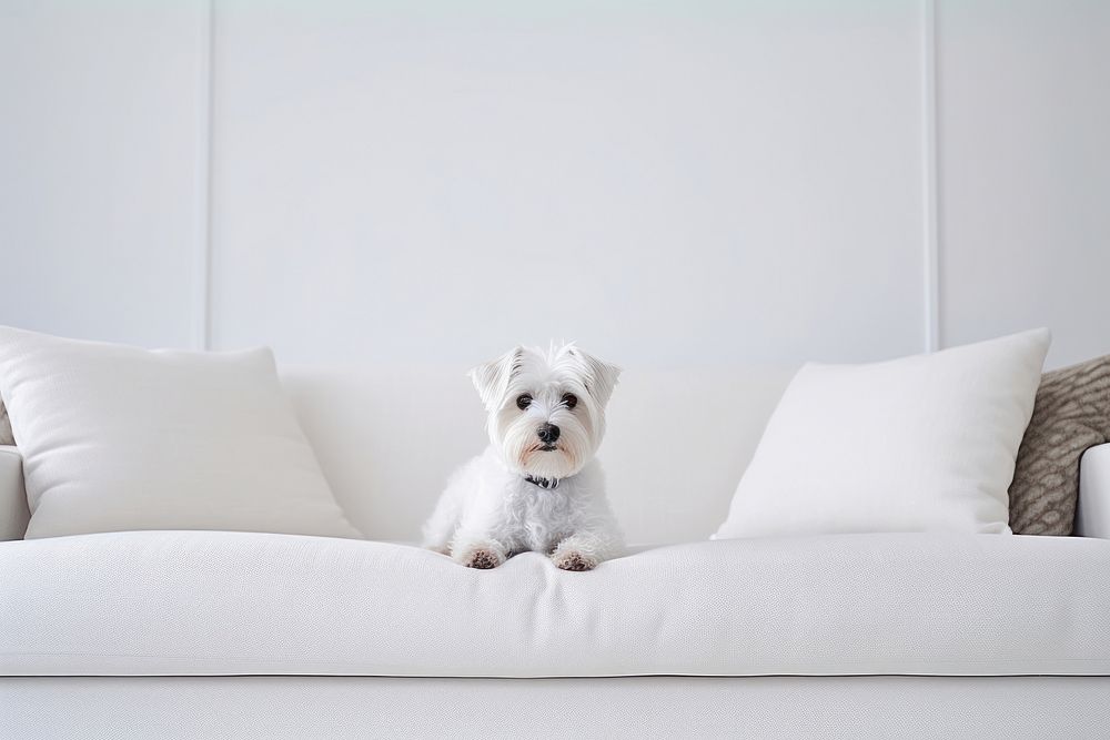 Dog furniture mammal animal. AI generated Image by rawpixel.