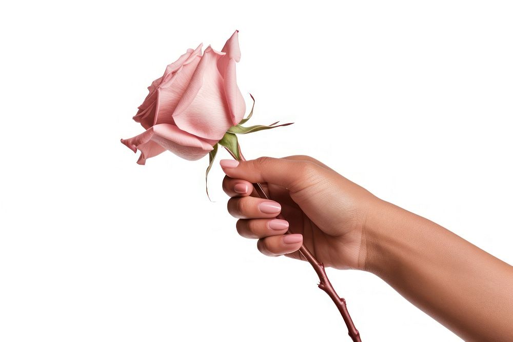 Aesthetic hand holding rose flower finger petal. AI generated Image by rawpixel.