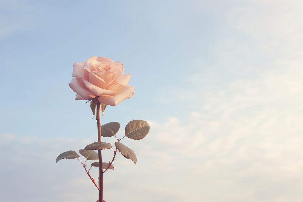 Aesthetic rose against sky outdoors blossom nature. AI generated Image by rawpixel.