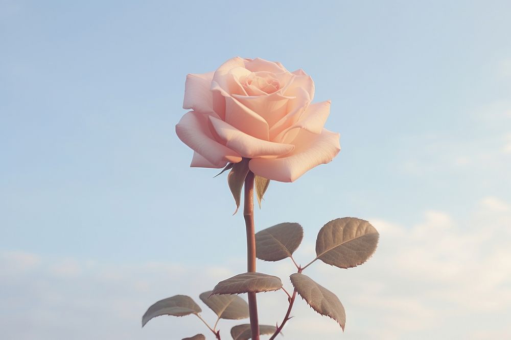 Aesthetic rose against sky flower petal plant. AI generated Image by rawpixel.