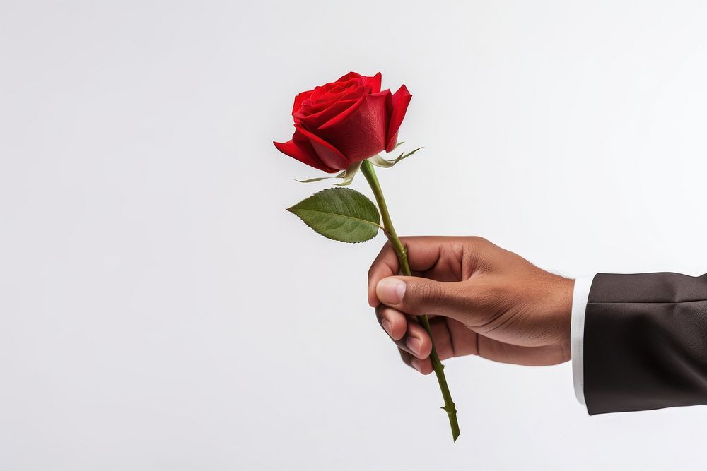 Hand holding red rose flower plant inflorescence. AI generated Image by rawpixel.