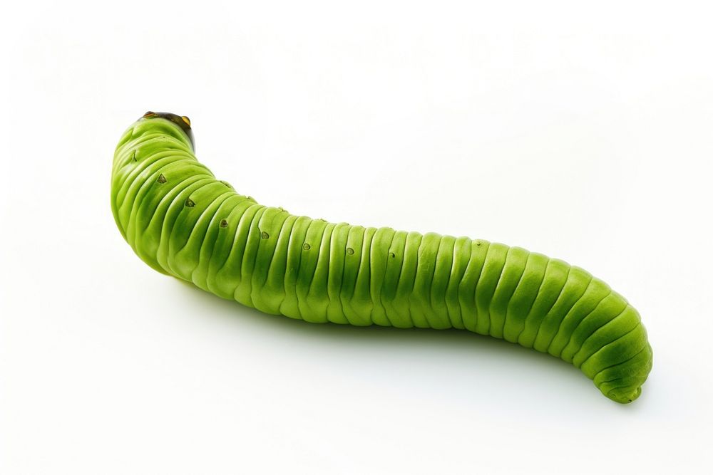 A green worm food leaf white background. AI generated Image by rawpixel.