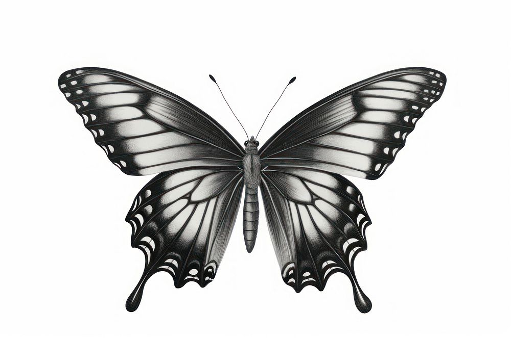  Butterfly drawing animal insect. AI generated Image by rawpixel.