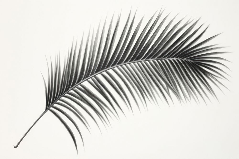  Palm tree leave drawing nature plant. AI generated Image by rawpixel.