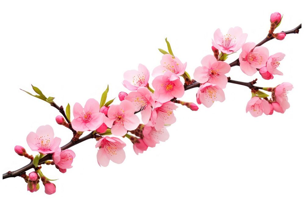 Peach Blossom blossom flower branch. AI generated Image by rawpixel.
