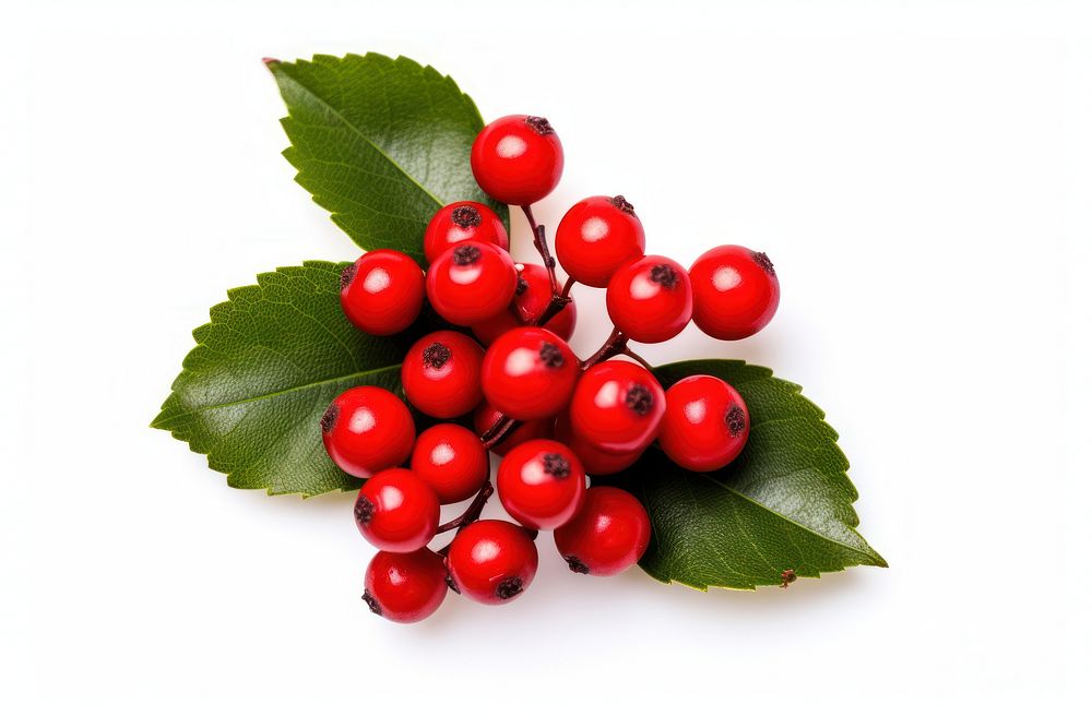 Holly Berry cherry plant holly. AI generated Image by rawpixel.
