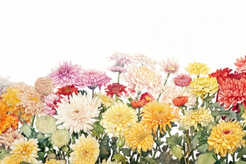 Chrysanthemum garden backgrounds chrysanths outdoors. AI generated Image by rawpixel.