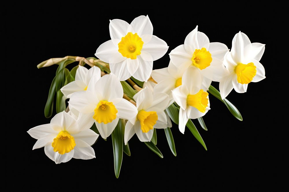 Narcissus narcissus blossom flower. AI generated Image by rawpixel.