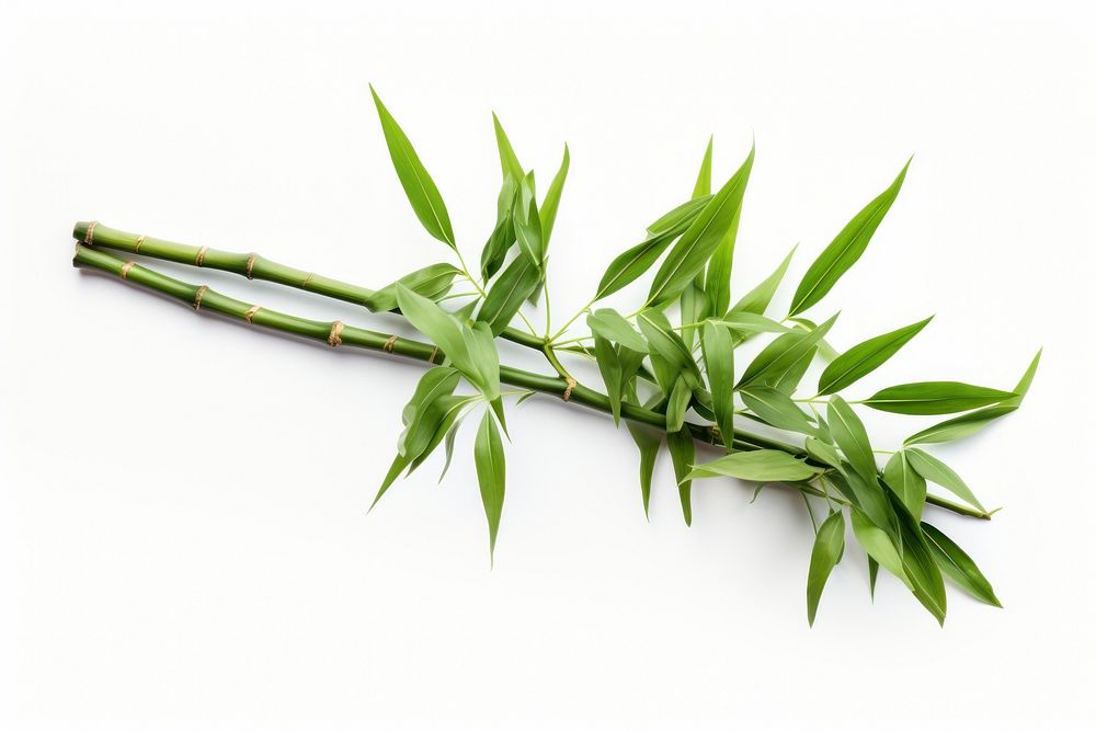 Lucky Bamboo bamboo plant leaf. AI generated Image by rawpixel.