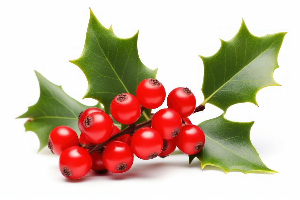 Holly plant fruit leaf. AI generated Image by rawpixel.