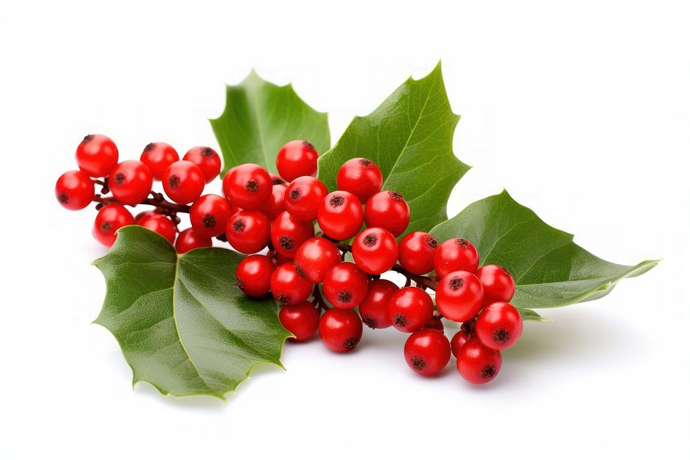 Cherry plant holly fruit. AI generated Image by rawpixel.