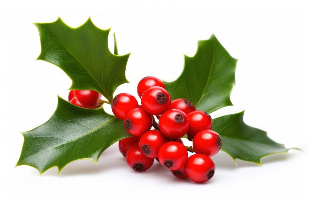 Cherry fruit holly plant. AI generated Image by rawpixel.