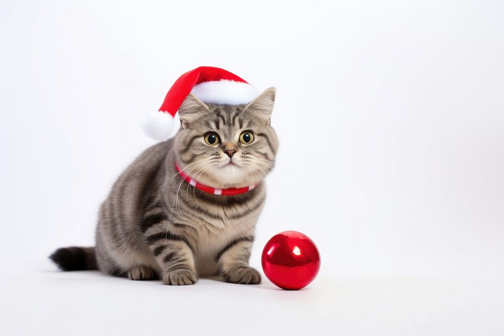 A chubby happy cat christmas mammal animal. AI generated Image by rawpixel.