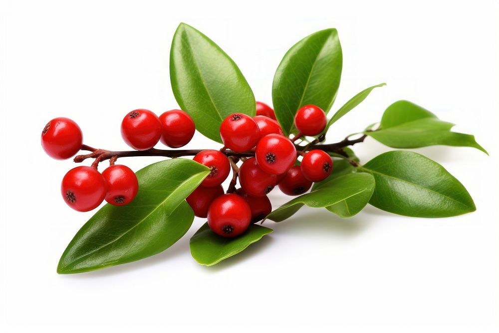 Chirstmas mistletoe cherry plant fruit. AI generated Image by rawpixel.