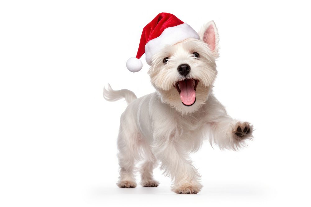 White west highland terrier christmas mammal animal. AI generated Image by rawpixel.