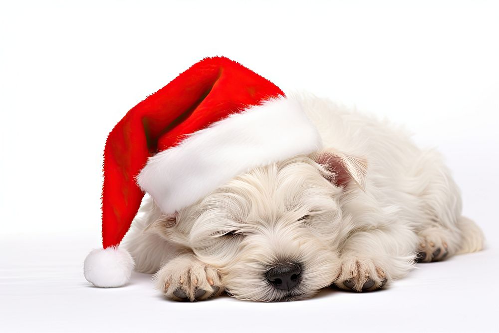 White west highland terrier christmas sleeping mammal. AI generated Image by rawpixel.