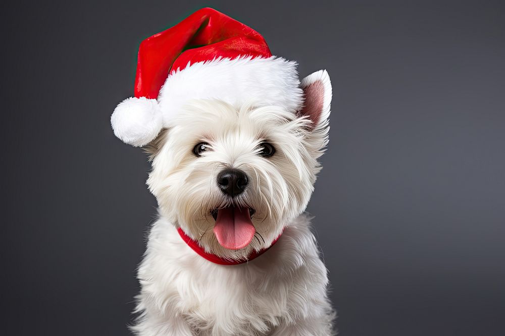 White west highland terrier christmas mammal animal. AI generated Image by rawpixel.