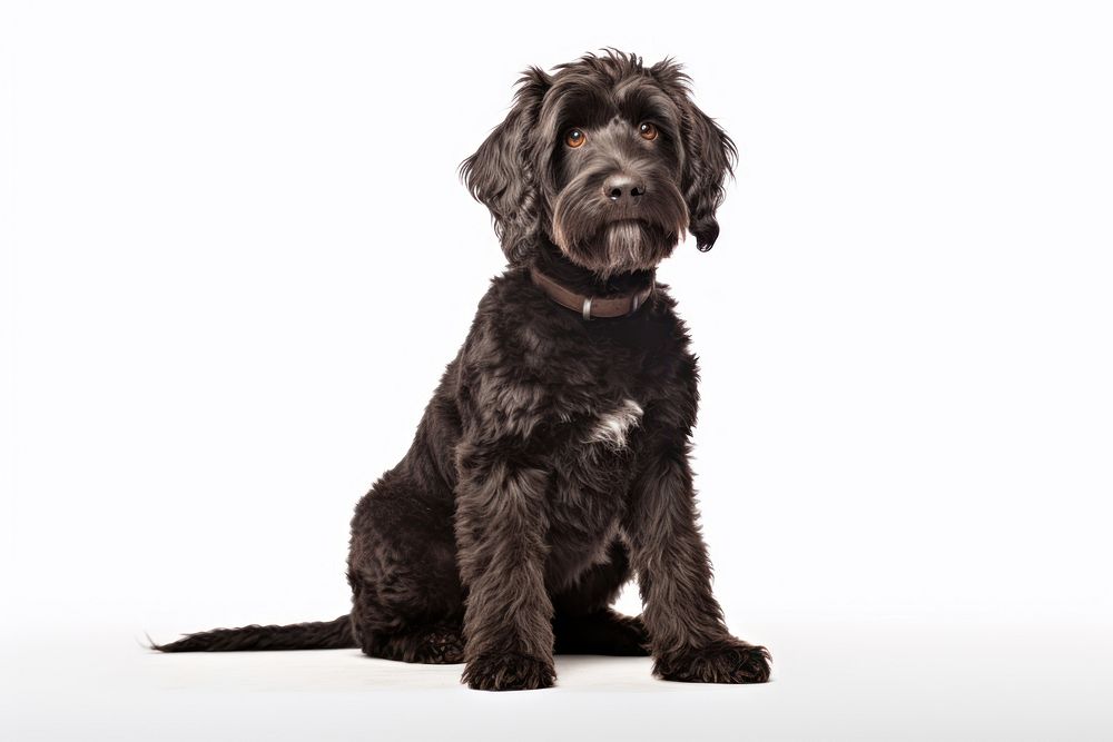 A Portuguese Water Dog animal dog mammal. AI generated Image by rawpixel.