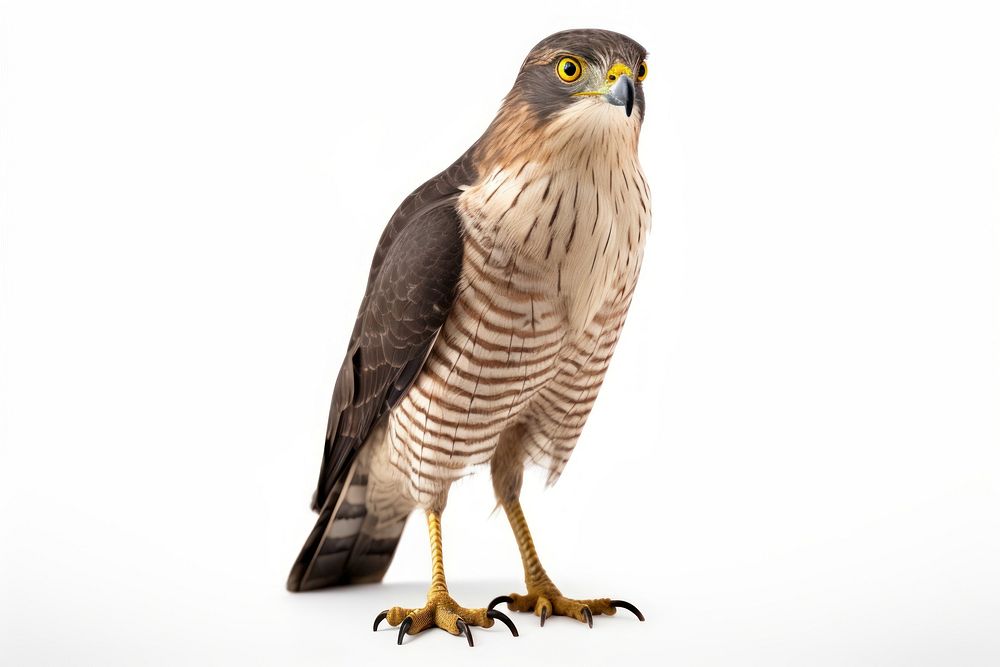 Sharp Shinned Hawk buzzard animal bird. AI generated Image by rawpixel.