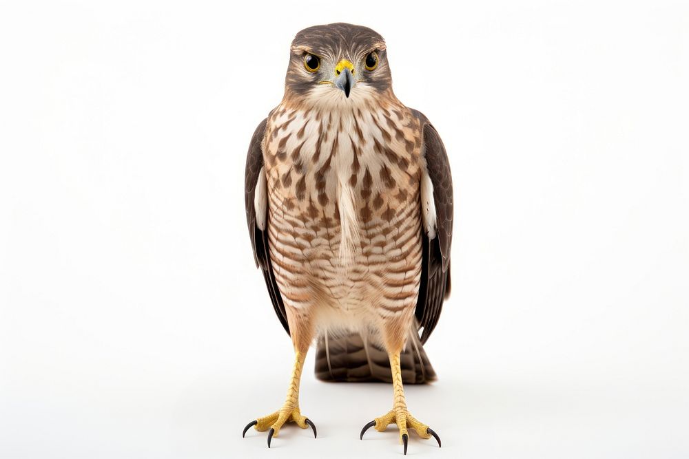 Sharp Shinned Hawk buzzard animal bird. AI generated Image by rawpixel.