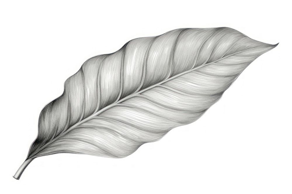  Tropical leaf sketch drawing plant. AI generated Image by rawpixel.
