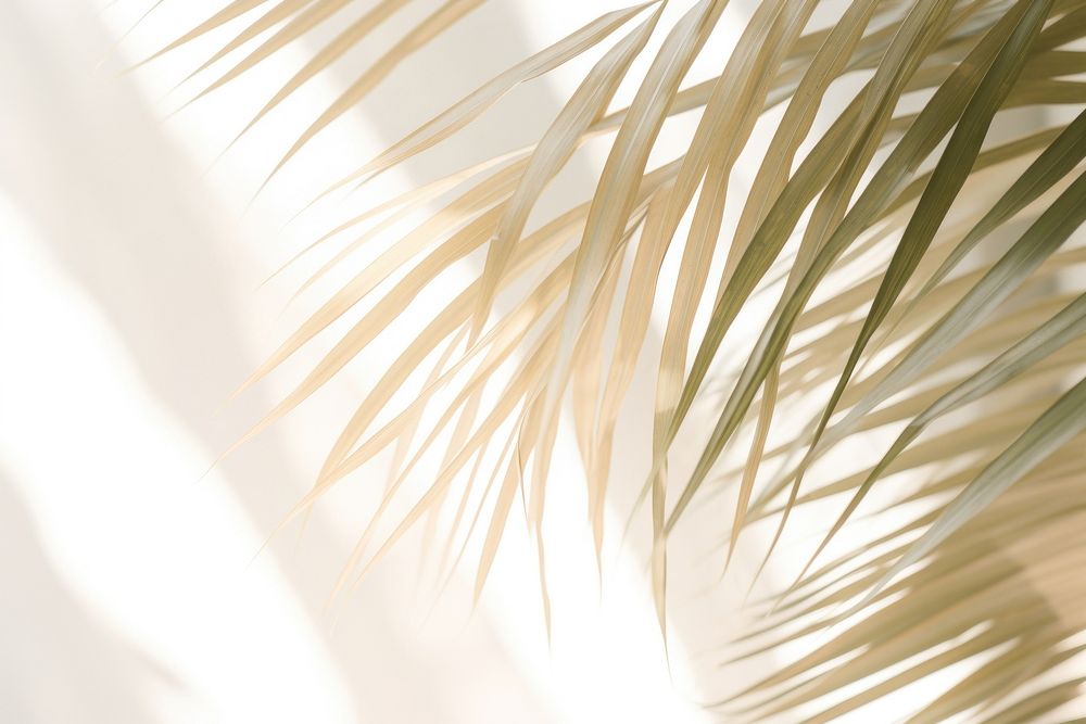 Palm leaves reflected nature backgrounds outdoors. AI generated Image by rawpixel.