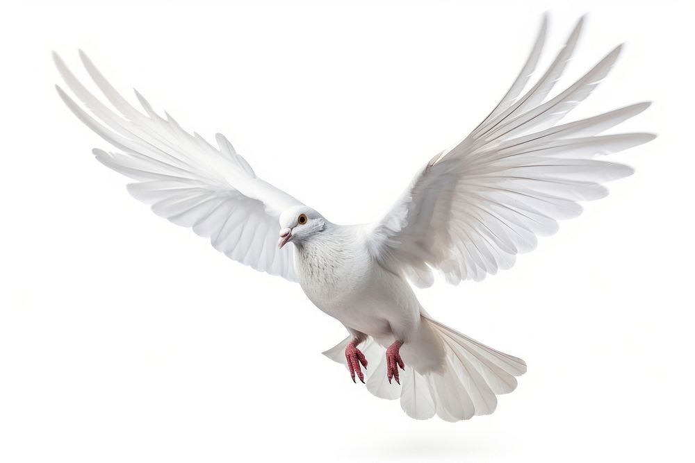 Pigeon animal white bird. 