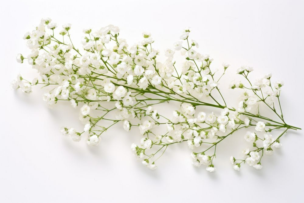 Branch flower plant white. AI generated Image by rawpixel.
