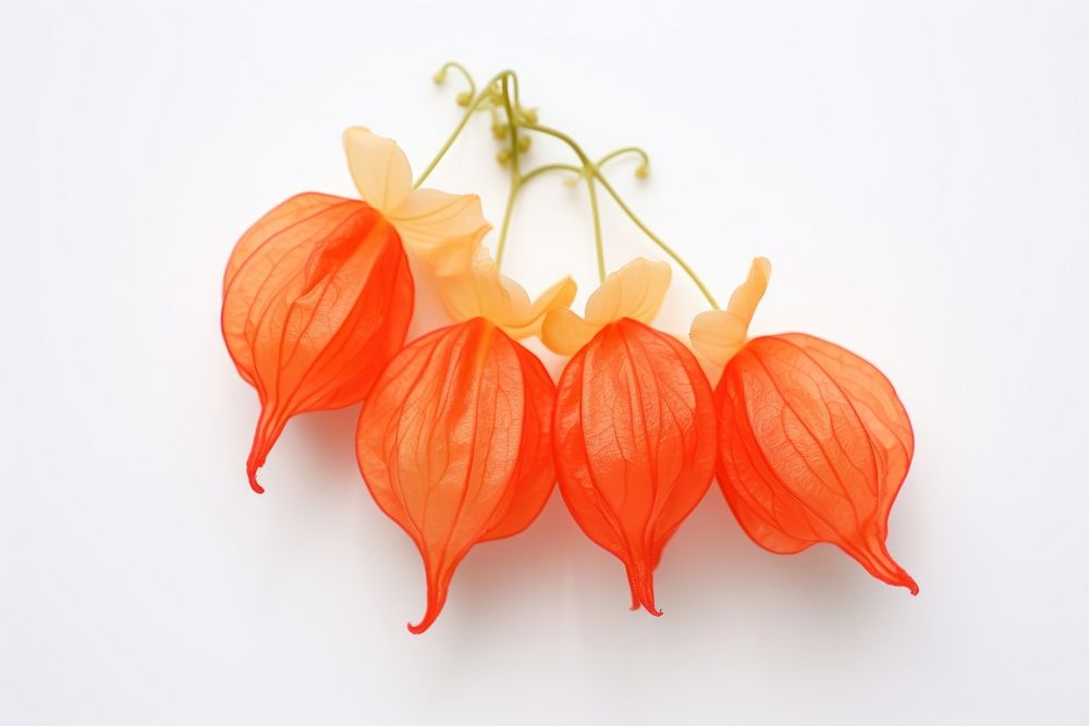 Chinese lantern flower plant petal leaf. AI generated Image by rawpixel.