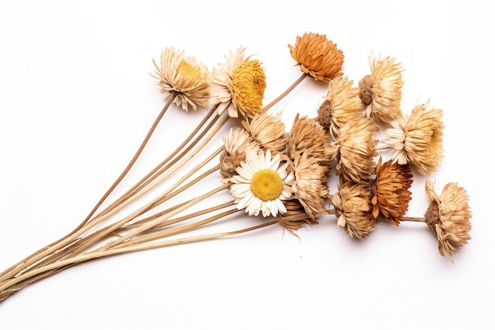 Dried daisy flower plant white background. AI generated Image by rawpixel.